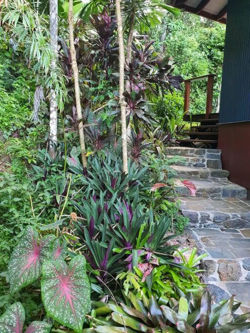 Treeverb Beach House - Daintree Cow Bay ภายนอก รูปภาพ